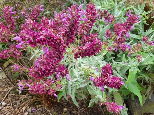 Насіння Salvia canariensis 5 шт. (2315297105)