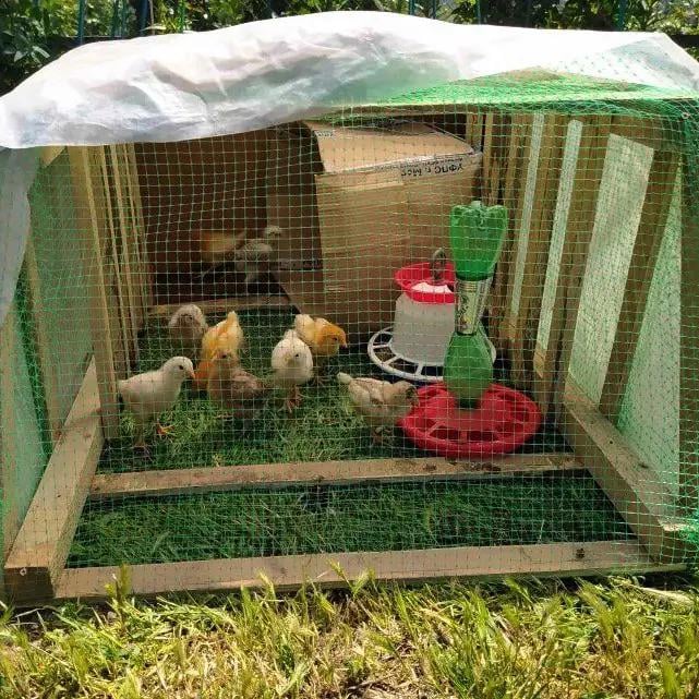 Сетка защитная от птиц Птичка 2x100 м ячейка 30х35 мм Черный (676) - фото 13 Сетка защитная от птиц Птичка 2x100 м ячейка 30х35 мм Черный (676) - фото 13