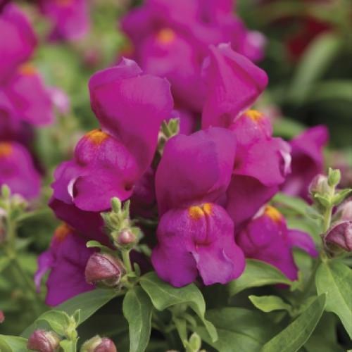 Насіння квітів Floranova Левовий зів Cracle&Pop Lilac 100 шт. (BN11558-3)