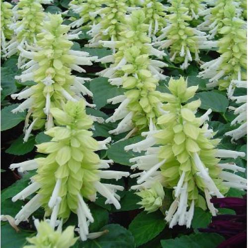 Семена цветов Hem Genetics Сальвия блестящая Reddy white 50 шт. (BN09584-3)