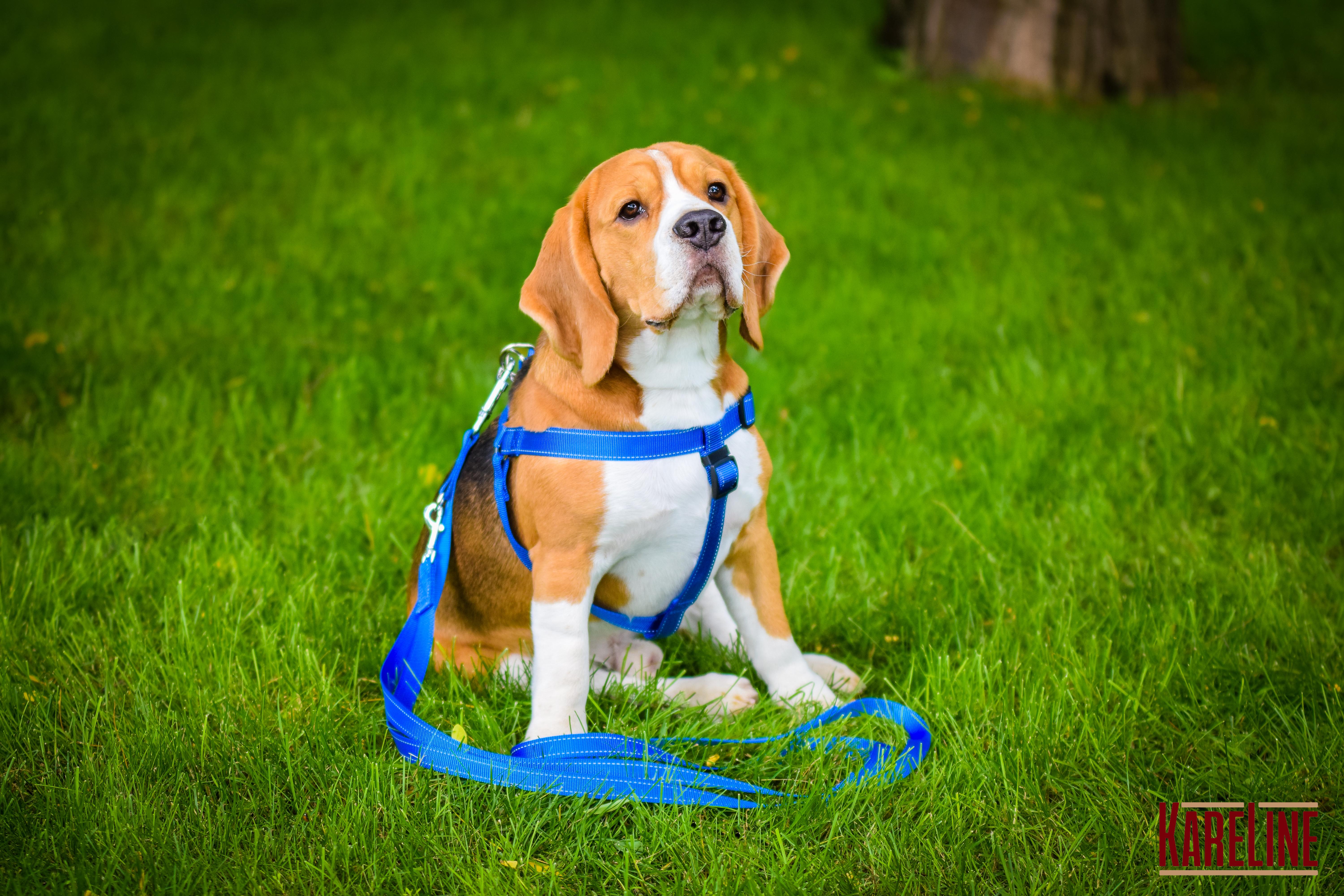 Шлея KareLine из нейлона с пластиковой пряжкой 10 мм А:240-300 мм В:260-400 мм Синий (0861/7) - фото 10