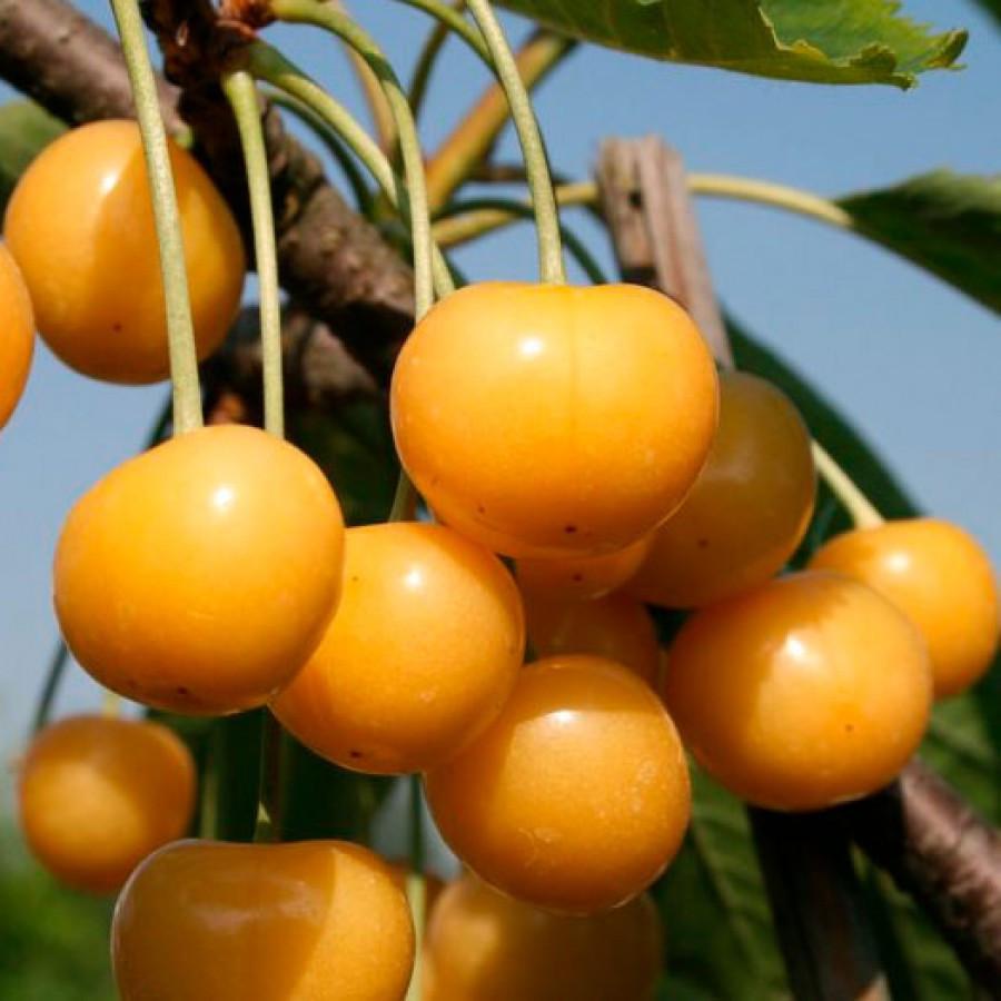 Саджанець пізньої черешні Дрогана (2072592561)