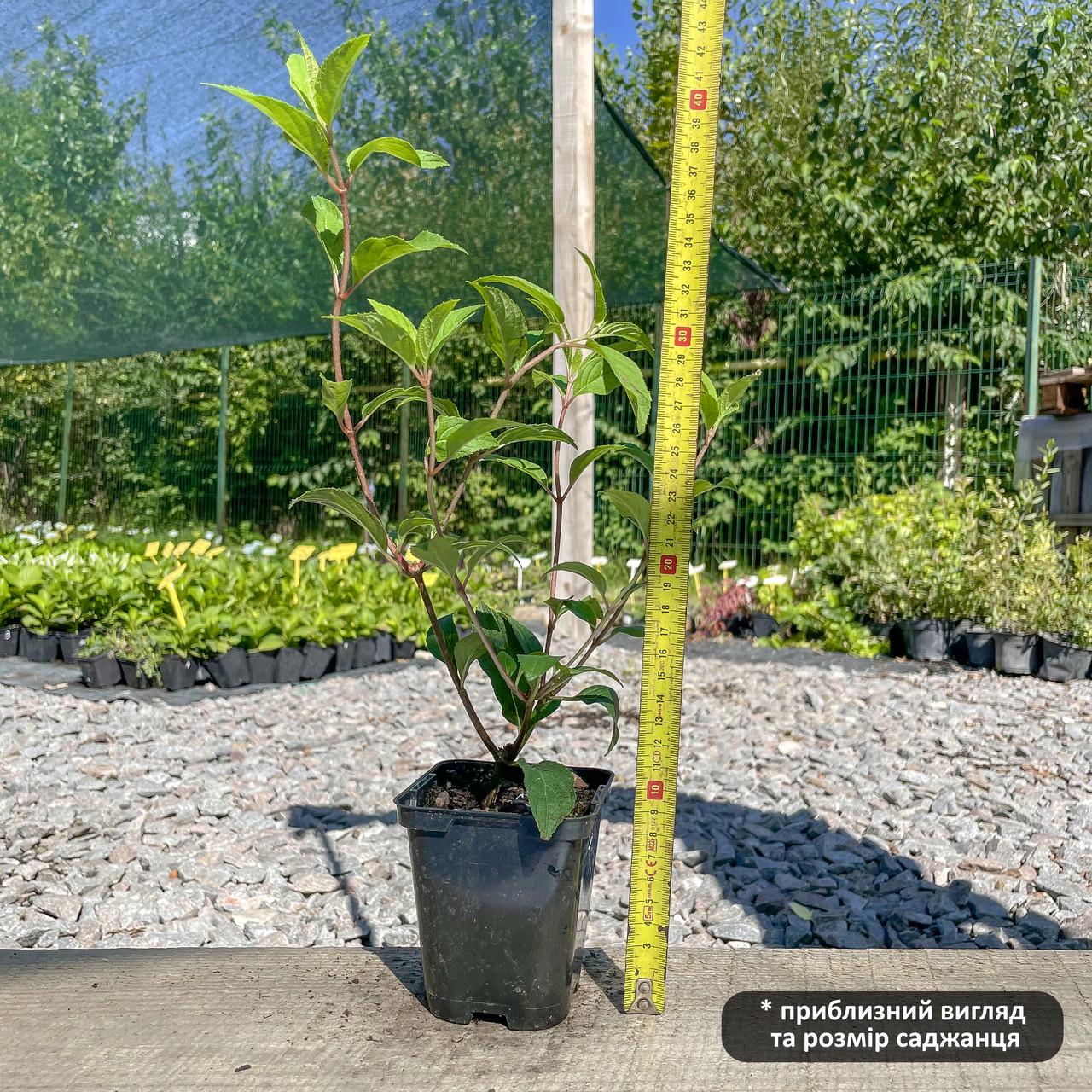 Саженец гортензии метельчатая Hydrangea paniculata Fraise Melba Р9 (1423572173) - фото 2