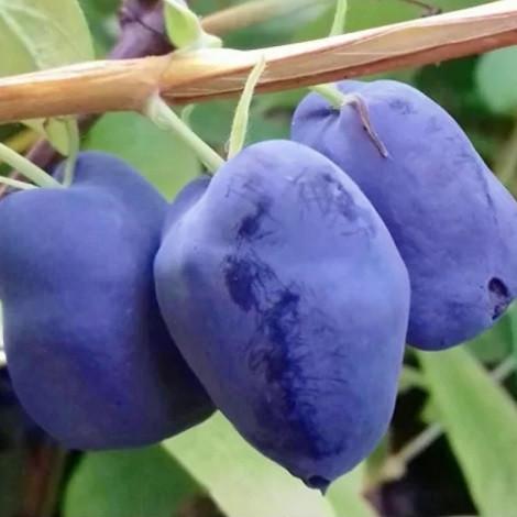 Саджанець жимолості їстівної Бореал Бліззард горщик р9 (2070347494)