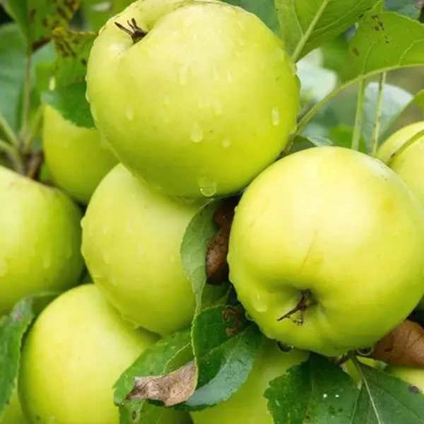 Саджанці яблуні Антонівка (2070781052)