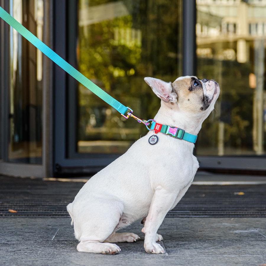 Ошейник для собак с QR-паспортом Waudog Nylon Recycled Градиент M 20 мм 28-40 см Blue (46512) - фото 4 Ошейник для собак с QR-паспортом Waudog Nylon Recycled Градиент M 20 мм 28-40 см Blue (46512) - фото 4