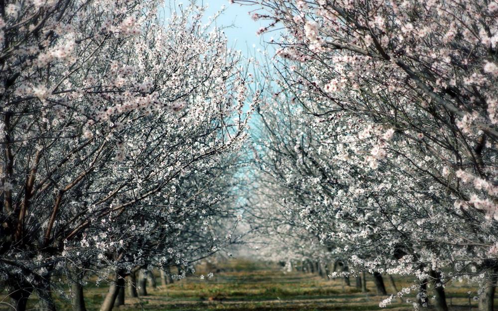 Картина Природа PR068 55х85 см