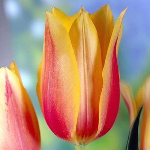 Тюльпан поздний Dobrodar Blushing Beauty 9 шт. (38284759)