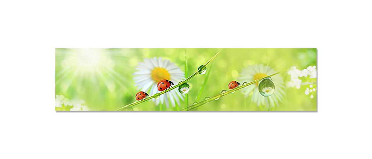 Наклейка виниловая на кухню Zatarga Ромашки Божьи коровки 600х2500 мм (1283915551)