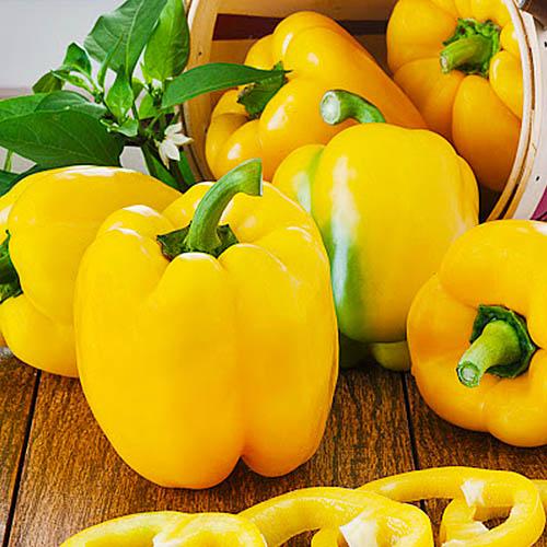 Насіння Перець Florium Сонячні близнюки (17596)