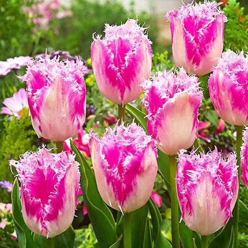 Тюльпан Florium Huis Ten Bosch (17904)