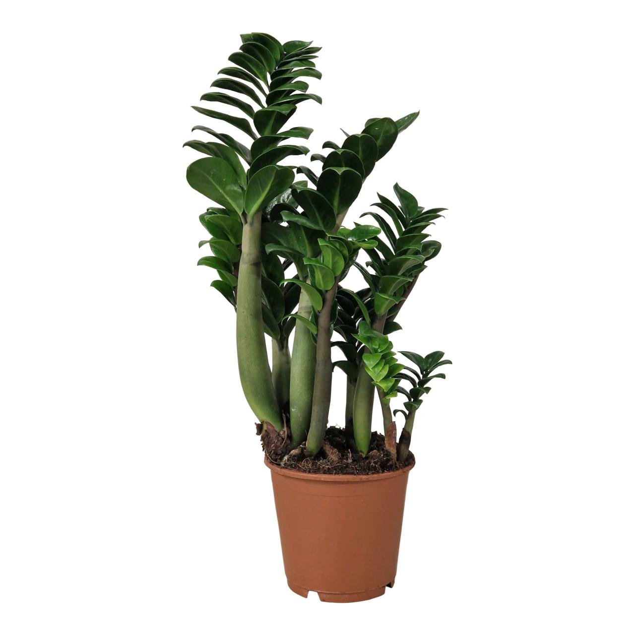 Замиокулькас Зензи 14/50 см (2681169574) - фото 2 Замиокулькас Зензи 14/50 см (2681169574) - фото 2