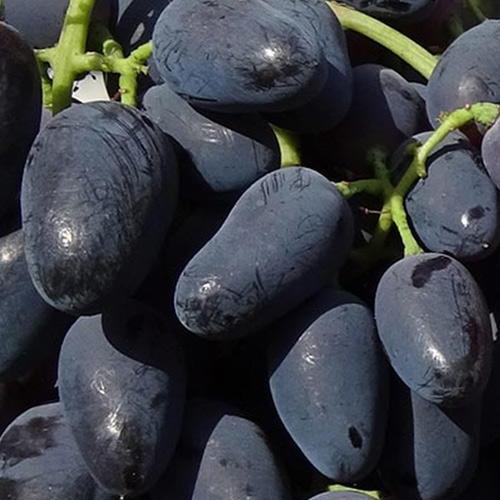 Сажанец Виноград Черный Коготь гармоничный вкус/плотная хрустящая мякоть (153454)