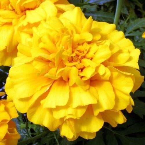 Семена цветов Floranova Бархатцы гибрид Zenith 250 шт. Golden Yellow (BN07957-2)