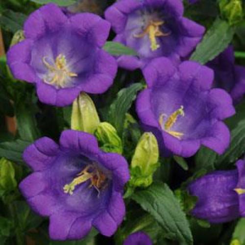 Семена цветов Колокольчик средний CAMPANA DEEP BLUE Kieftseed 25 шт. (BN04121-3)