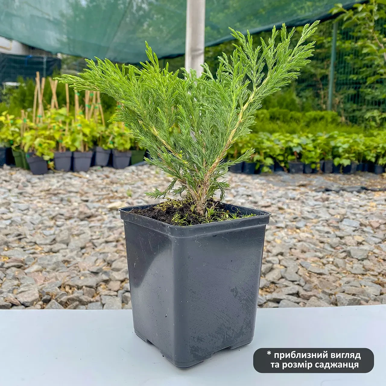 Саджанець ялівцю горизонтального Juniperus horizontalis Andorra Compact Р9 (644868262) - фото 5 Саджанець ялівцю горизонтального Juniperus horizontalis Andorra Compact Р9 (644868262) - фото 5
