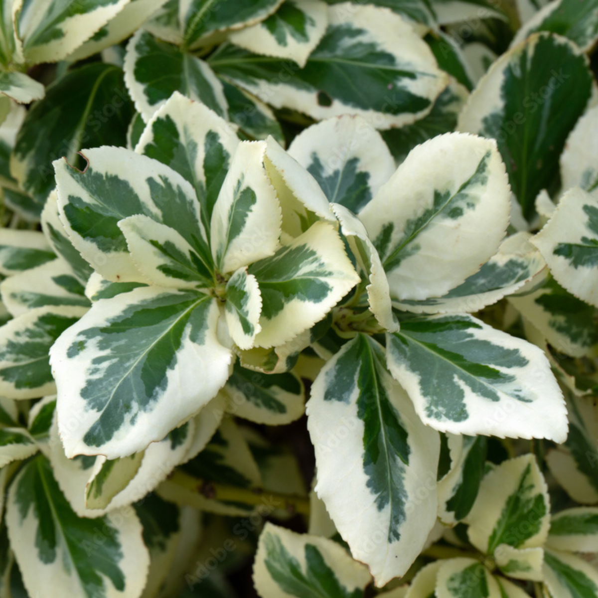 Бересклет Форчуна Silver Queen (2669429260)