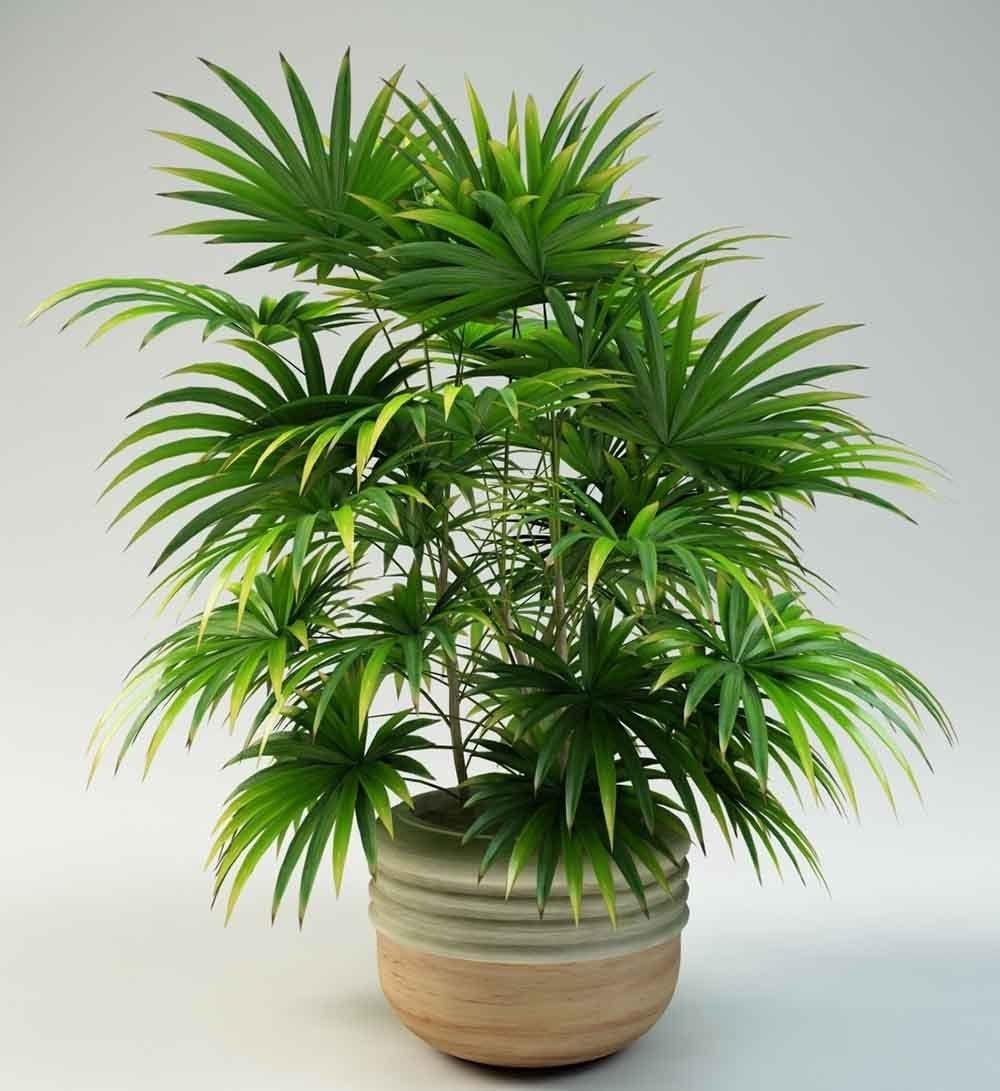 Семена рапис высокий Rhapis excelsa бамбуковая пальма 5 шт. - фото 4 Семена рапис высокий Rhapis excelsa бамбуковая пальма 5 шт. - фото 4