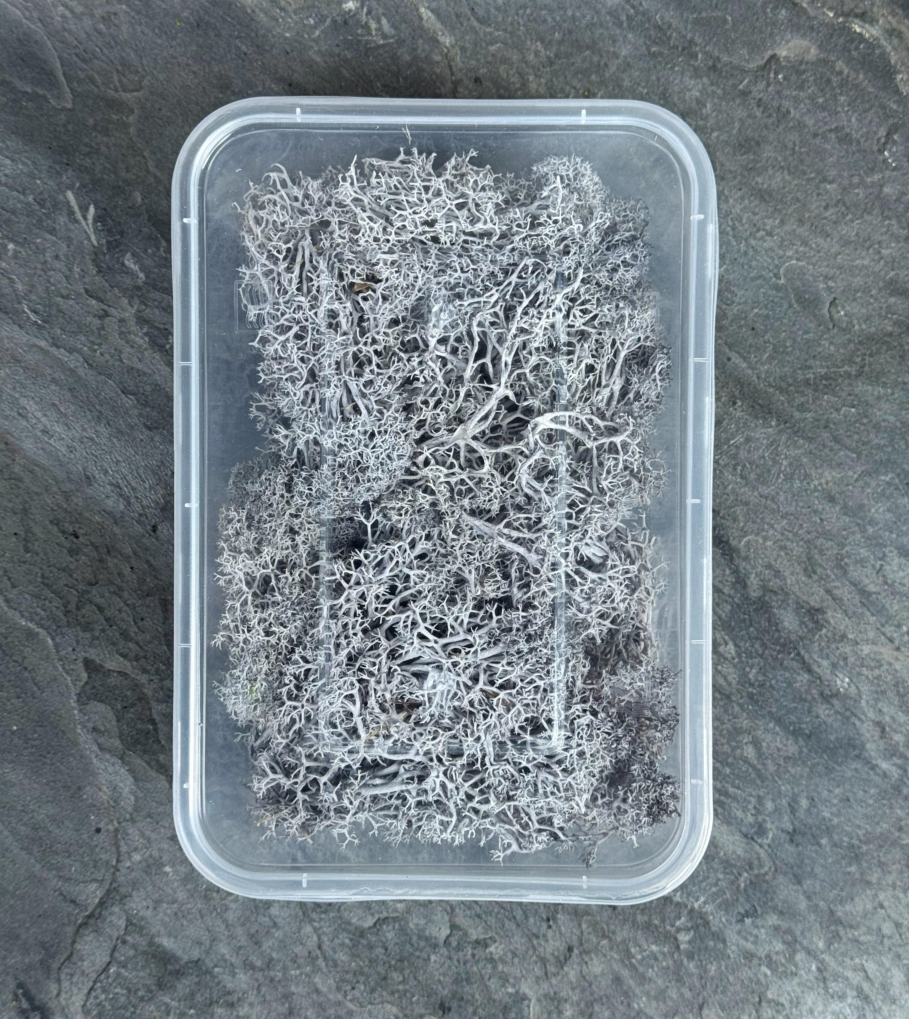 Мох ягель стабілізований 30 г Сірий - фото 2 Мох ягель стабілізований 30 г Сірий - фото 2