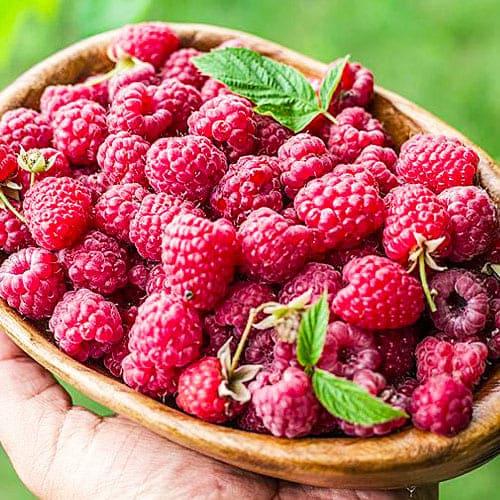 Малина Florium Радзиева (12071)