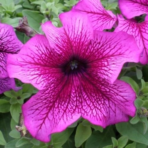 Семена цветов Floranova Петуния крупноцветковая Prism Plum Sundae 10 шт. (BN07812-4)