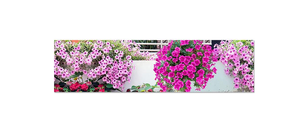 Фартук кухонный Петуньи фиолетовые вьющиеся 65х250 см Фиолетовый