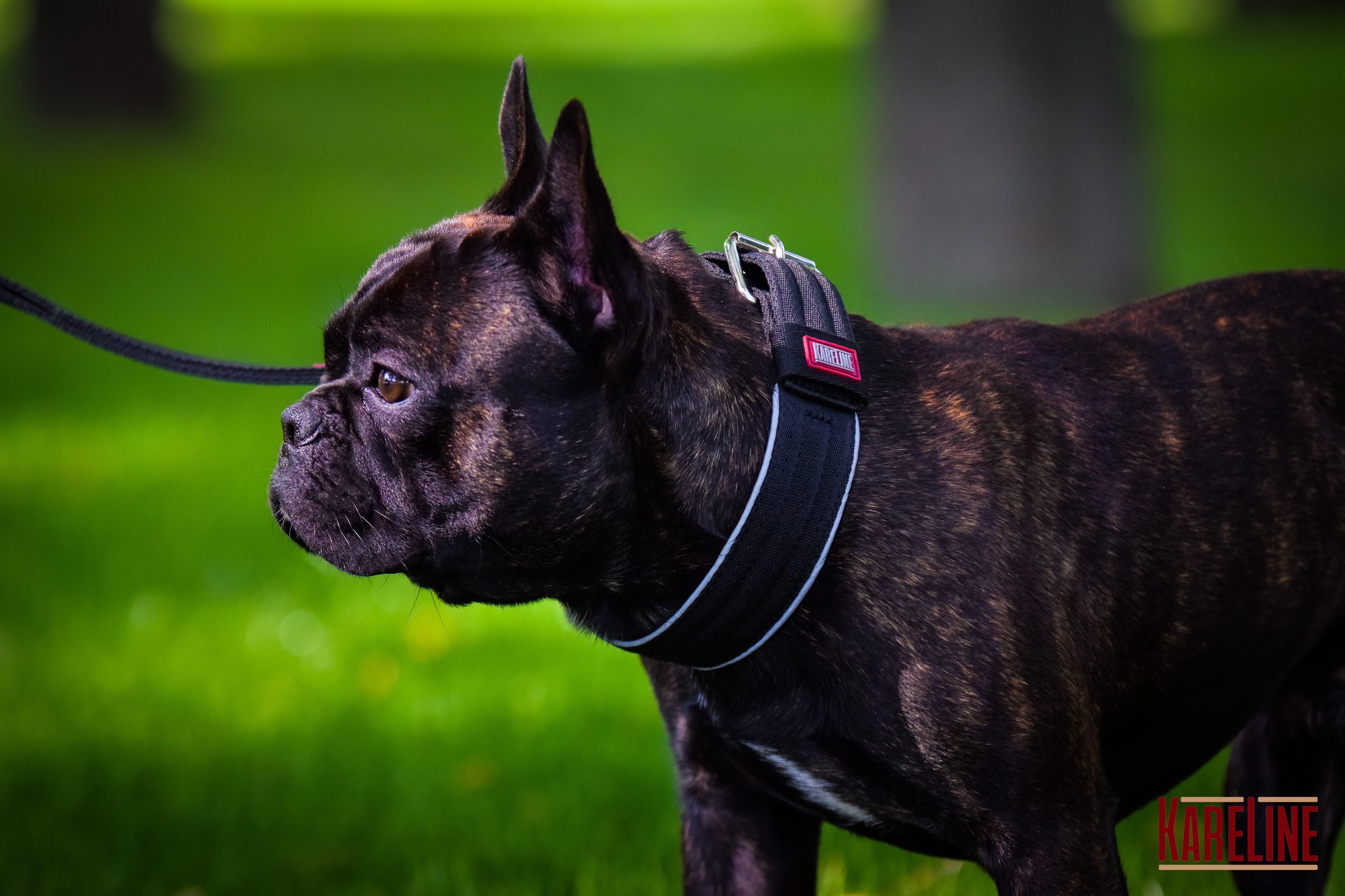 Ошейник KareLine усиленный нейлоновый со светоотражающим кантом 25 мм 380-460 мм мм 48 мм 380-460 Черный (0950/1) - фото 2 Ошейник KareLine усиленный нейлоновый со светоотражающим кантом 25 мм 380-460 мм мм 48 мм 380-460 Черный (0950/1) - фото 2