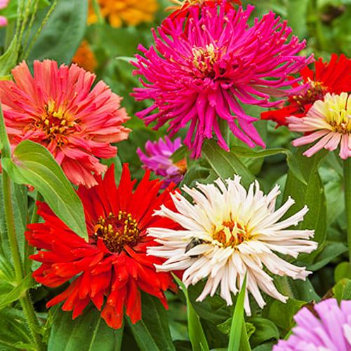 Семена Циния Florium Кактус смесь (4972)