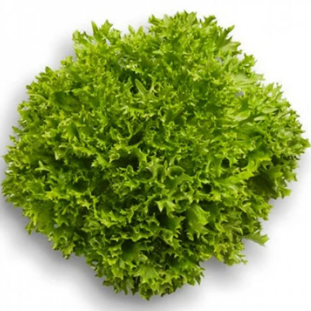 Насіння Салат Екстемп ТД Гекса-Україна 01-26-241 1000 шт. (IR02097)