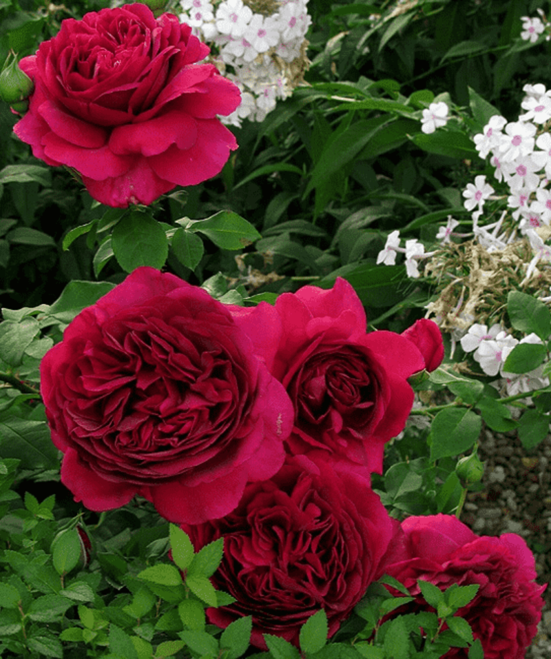 Роза Velet Thе Dark Lady в контейнере (2558773515) - фото 4