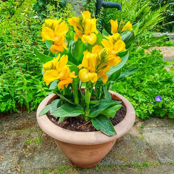 Канна Примроуз Еллоу Primrose Yellow 3 шт. (38297262)