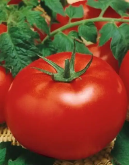 Насіння Томат Байконур ТД Гекса-Україна 500 шт. 01-25-263 (IR00788) Насіння Томат Байконур ТД Гекса-Україна 500 шт. 01-25-263 (IR00788)