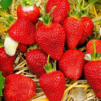 Саженец клубники Capri ремонтантная (1212125470)