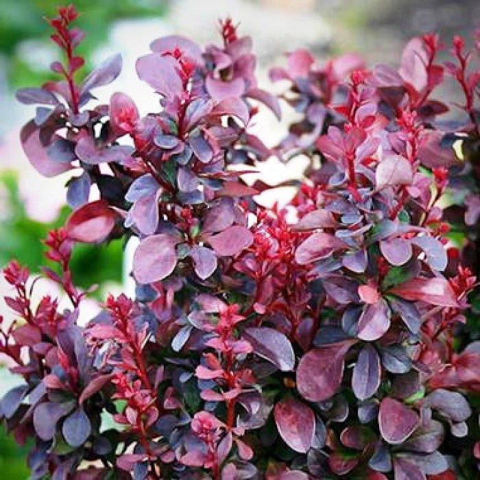 Саженец барбариса Тунберга Concorde С1 (1920850061) - фото 2