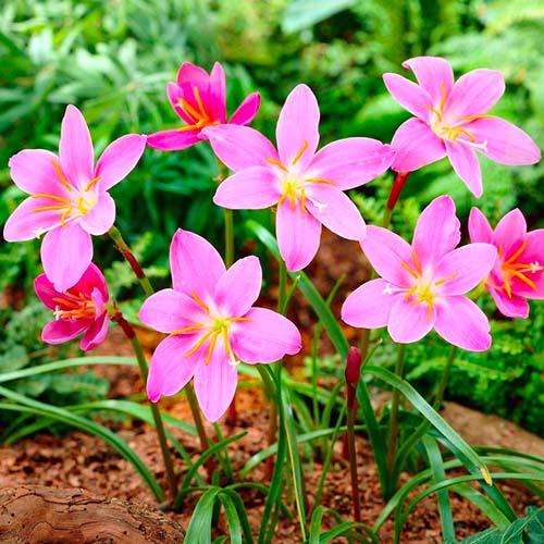 Габрантус Florium Robustus (7934) - фото 2