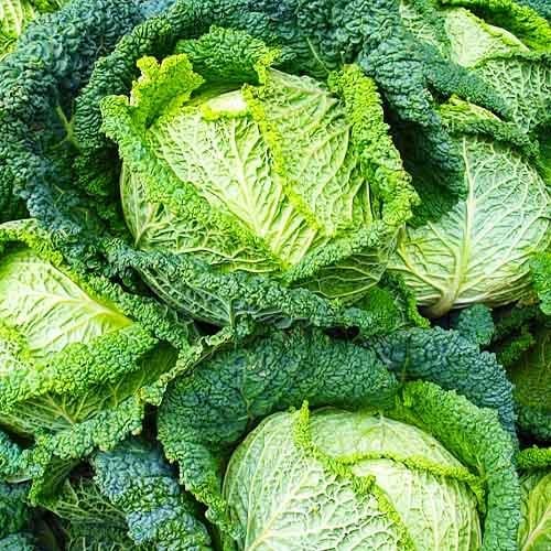 Семена Капуста Florium Савойська Віроса F1 (4190)