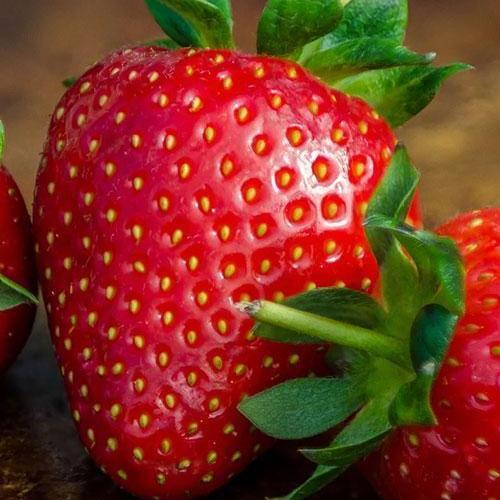 Сажанец Клубника Пегас Pegasus поздний срок созревания морозостойкий сорт 5 шт. (23401)