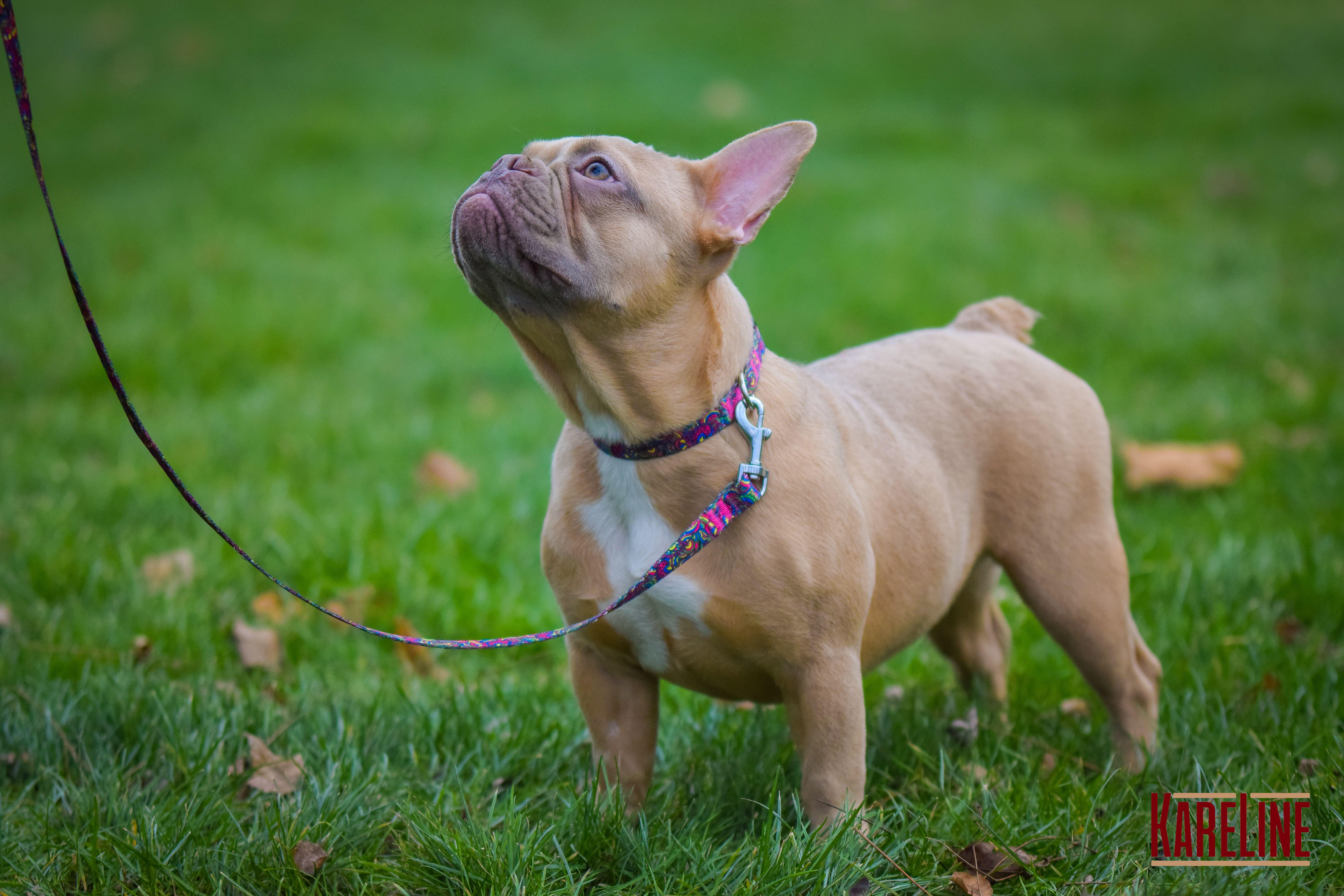 Нашийник KareLine KALEIDOSCOP з нейлону з пластиковою пряжкою 15 мм 240-340 мм (0801/7) - фото 4 Нашийник KareLine KALEIDOSCOP з нейлону з пластиковою пряжкою 15 мм 240-340 мм (0801/7) - фото 4