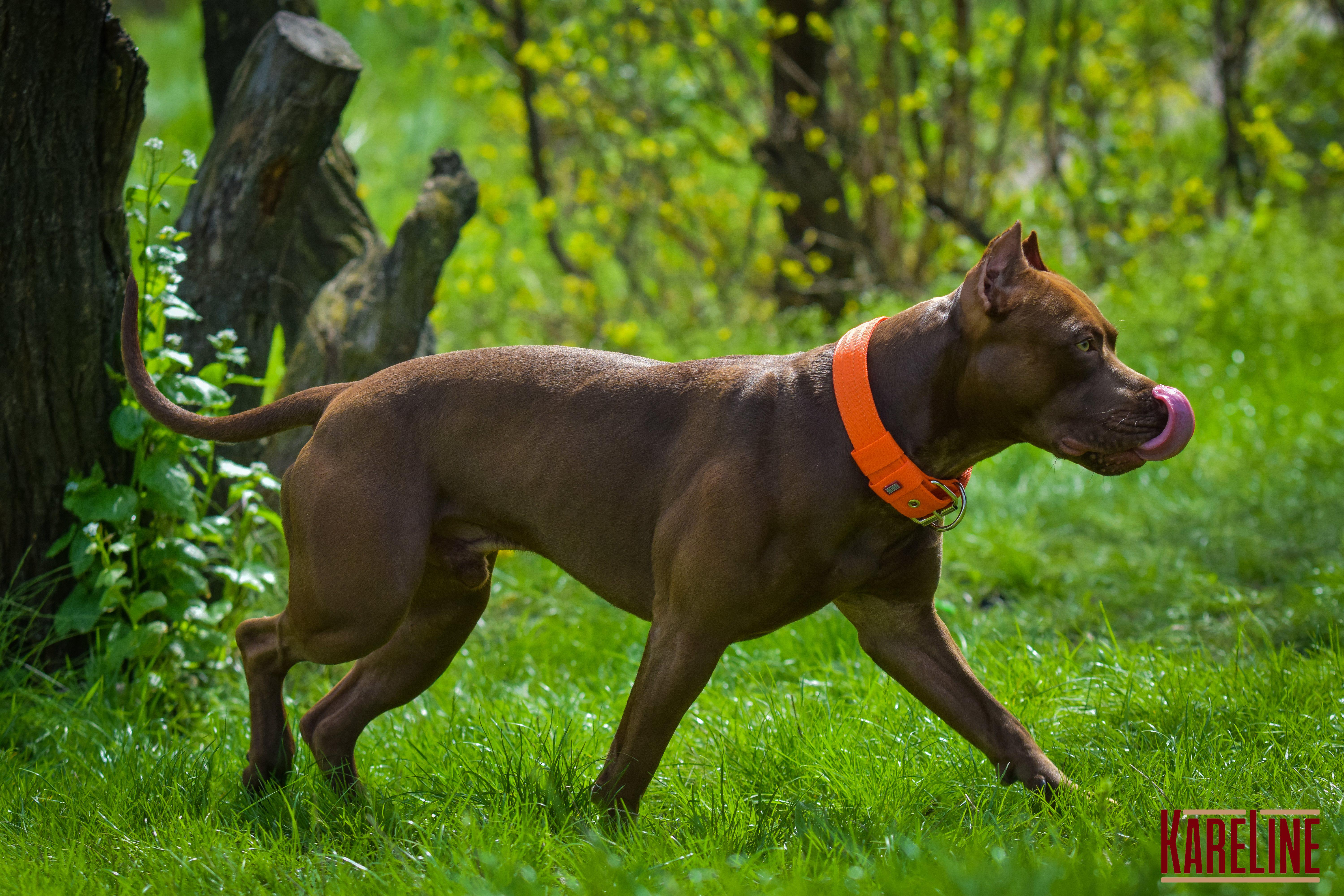 Ошейник KARELINE усиленный нейлоновый с ручкой 48 мм 550-640 мм Оранжевый (0988/11) - фото 6
