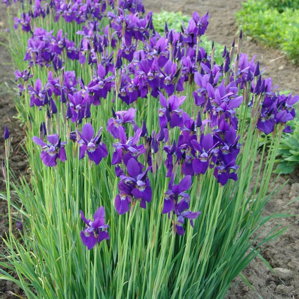 Саженец Ирис Сибирский Р9 (2-63)