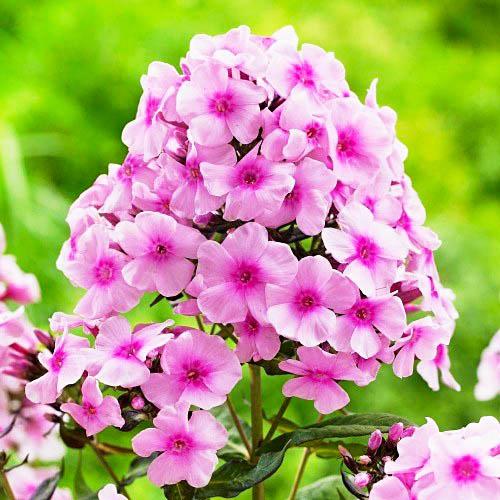 Флокс Florium Bright Eyes (3167)