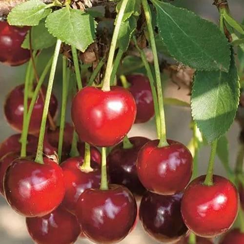 Сажанец Вишня Кантор Янош Фюртош летний сорт/поздний срок созревания (183101) Сажанец Вишня Кантор Янош Фюртош летний сорт/поздний срок созревания (183101)