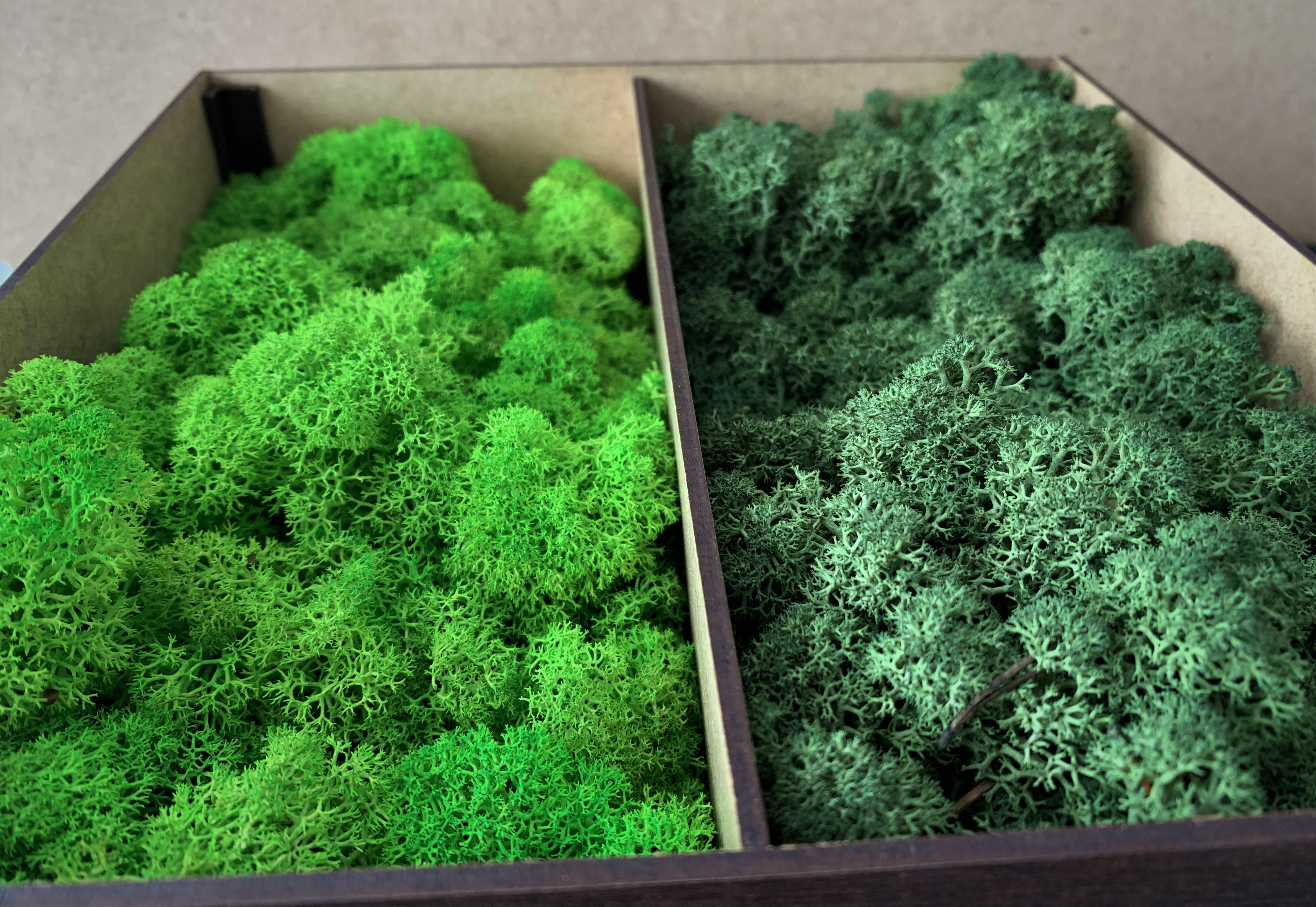 Мох стабілізований норвезький ягель 2 кг Зелений (27320644) - фото 7 Мох стабілізований норвезький ягель 2 кг Зелений (27320644) - фото 7