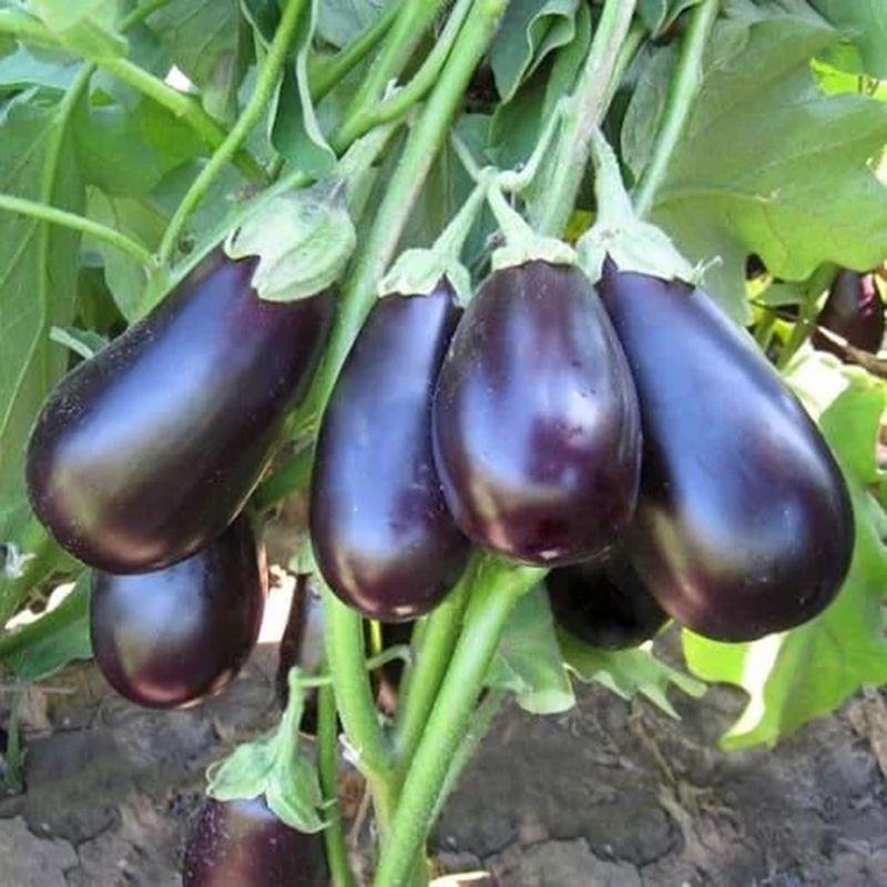 Насіння Баклажан Clause RAFAELA HMC 14012 F1 1 000 шт. (2289669042)