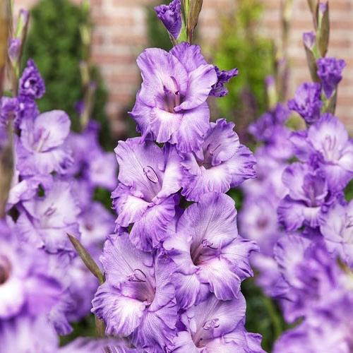 Гладіолус Мілка Milka 3 шт. (38281783)