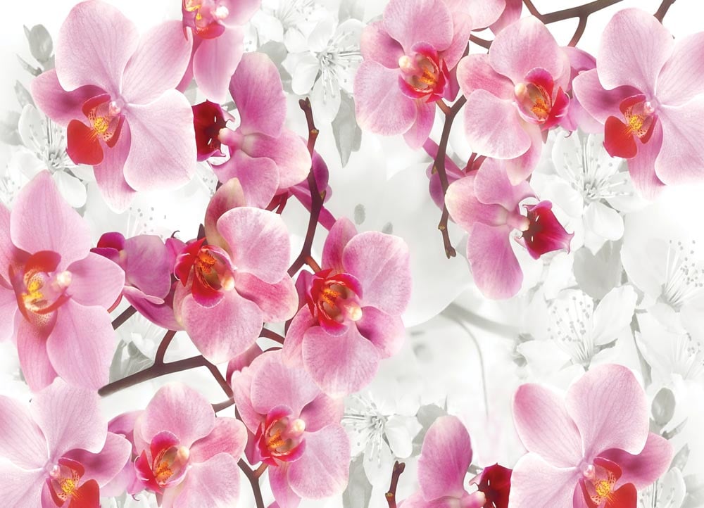 Фотообои WS Wallpaper Розовые орхидеи 360x260 см (31012)