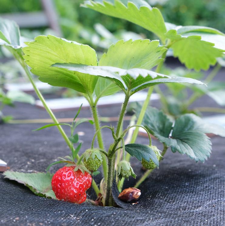 Агроволокно для грядок Shadow 1,6 х 50 м -біле (iz16938) - фото 3 Агроволокно для грядок Shadow 1,6 х 50 м -біле (iz16938) - фото 3