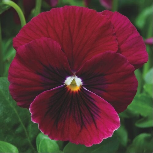 Семена цветов Виола рогатая Penny Rose Blotch Syngenta 25 шт. (BN03725-4)