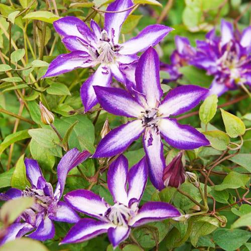 Клематис Astra Nova Florium - фото 2