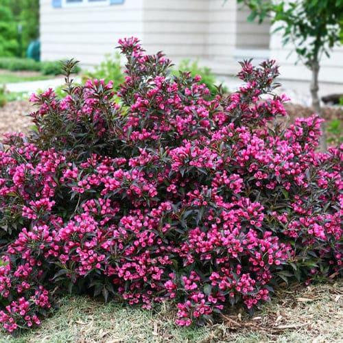 Вейгела Florium Nana Purpurea (8757)